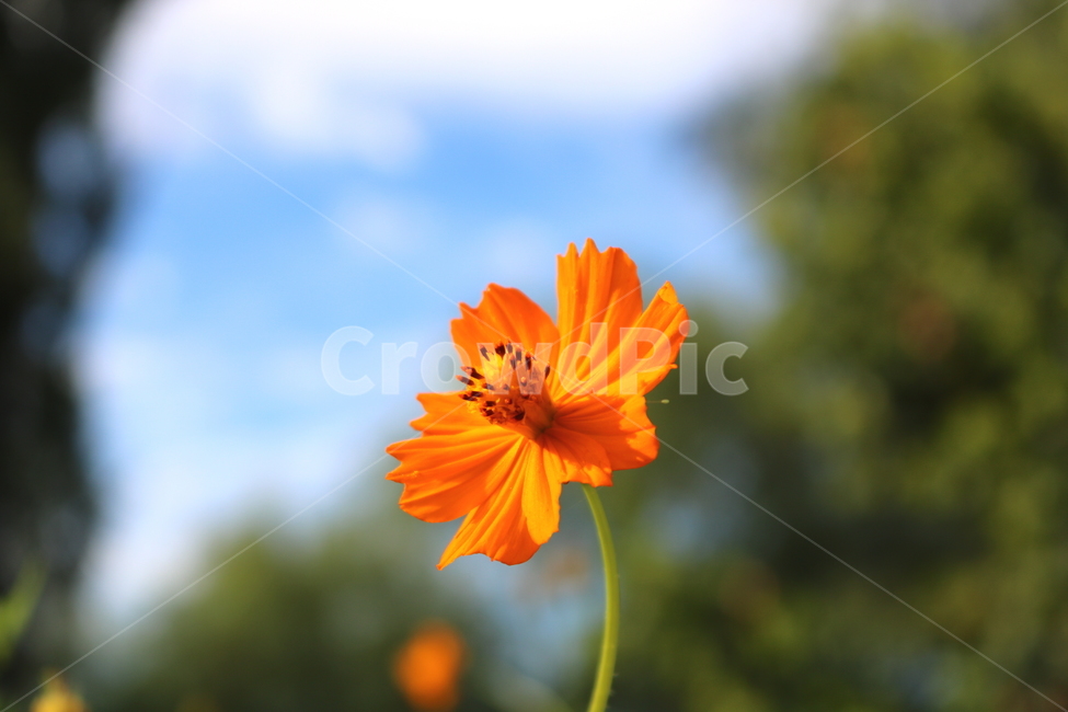 꽃,금계국,금계국꽃,국화,식물,국화과,야생화,자연,식물,자연,plants,nature,꽃,flower