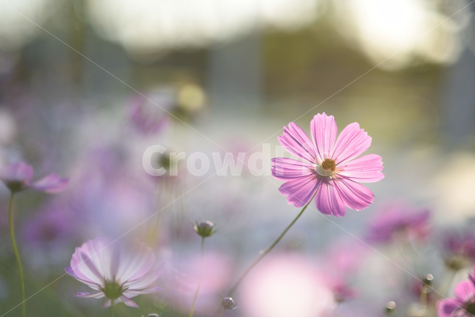 코스모스,식물,풍경,꽃,야생화,가을꽃,flower,가을,가을,계절,fall,autumn,season,식물,자연,plants,nature,꽃,flower,plant,blossom,daisy,데이지,daisies