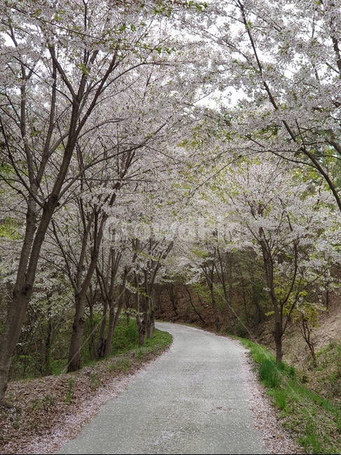 벚꽃,풍경,봄,꽃길,나무,봄,계절,spring,season,자연,풍경,nature,landscape,dirt road,흙길,gravel,자갈,road,도로,plant,식물