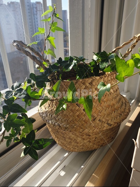아이비,식물,plant,pottedplant,공기정화식물,베란다식물,실내용화초,화분,화초,house plant