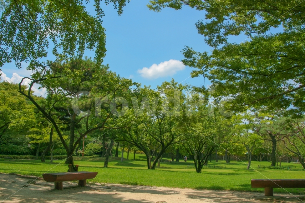 풍경,공원,나무,일상,사진,자연,풍경,nature,landscape,식물,plants,나무,trees,wood,휴식,힐링,rest,relaxation,healing