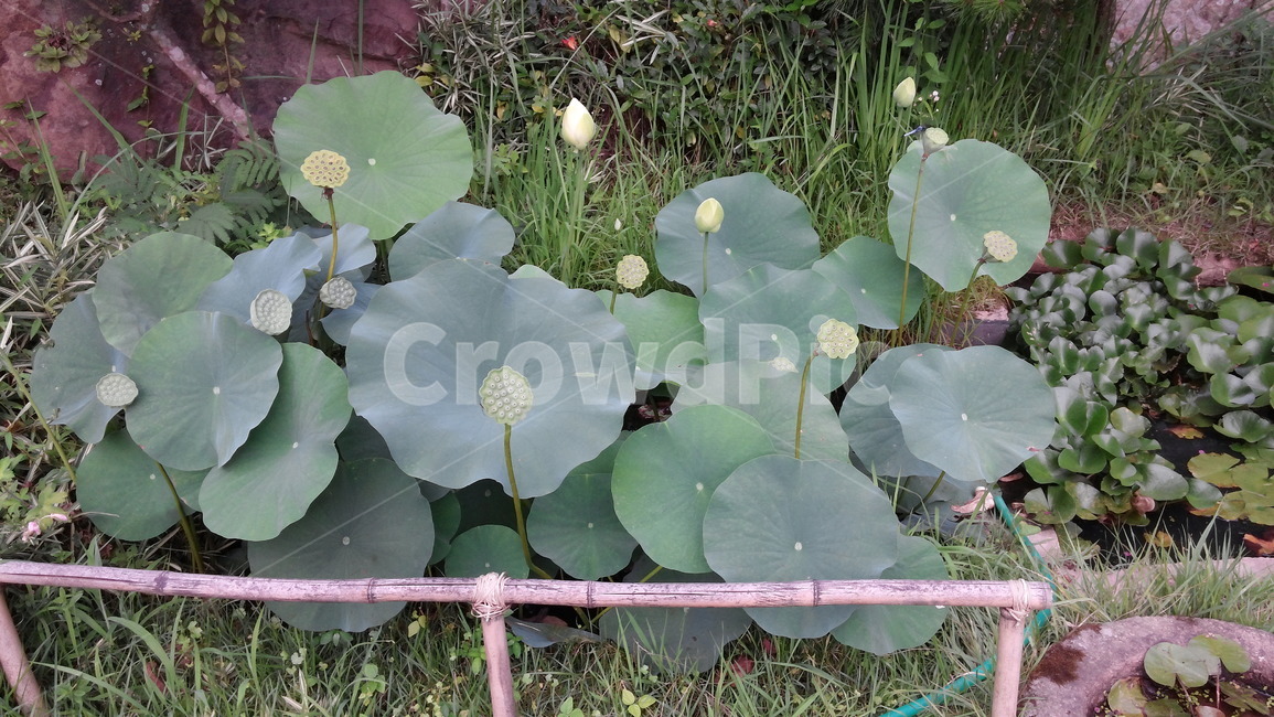plant,식물,flower,blossom,꽃,lily,연꽃,정원