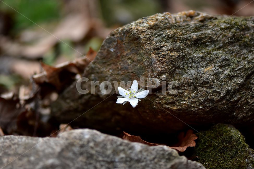 변산바람꽃,2018년,3월,야생화,꽃,생태,식물,자연,들꽃,산꽃,봄,감성,힐링,플라워,계절,시즌,wild,Flower,plants,nature,spring,season,배경,풀,초본,미나리아재비과,너도바람꽃속,flower,생태사진,봄꽃,자생지,경기도,식물,자연,plants,nature,꽃,flower