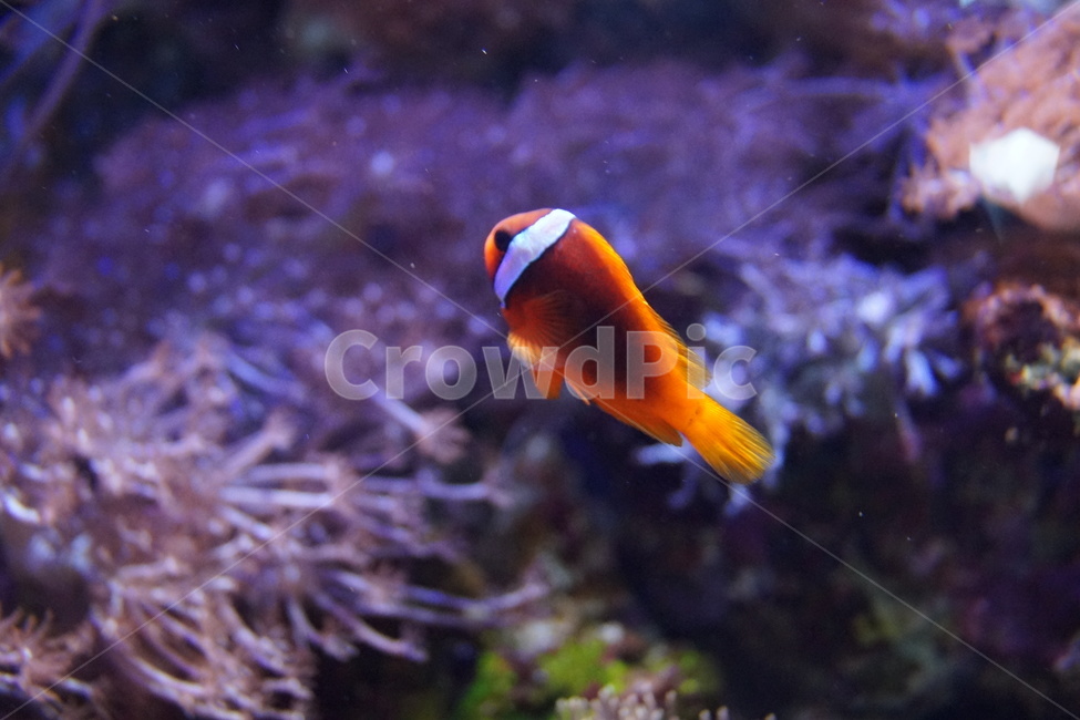 니모,흰동가리,해양생물,물고기,clarksanemonefish,동물,animal,어류,물고기,fish