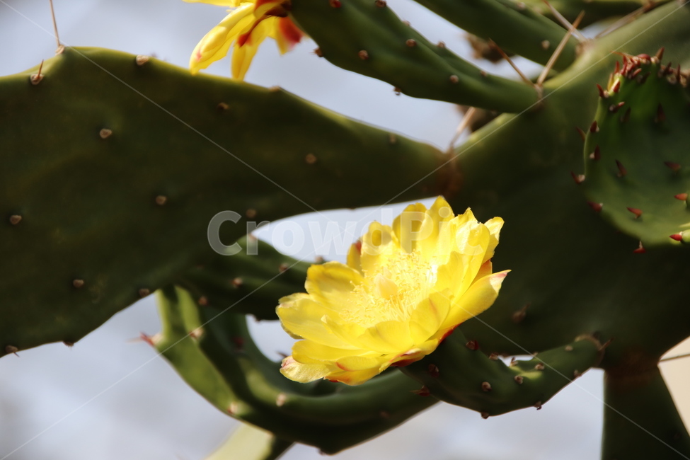 꽃,선인장꽃,선인장,수목원,자연,식물,자연,plants,nature,꽃,flower