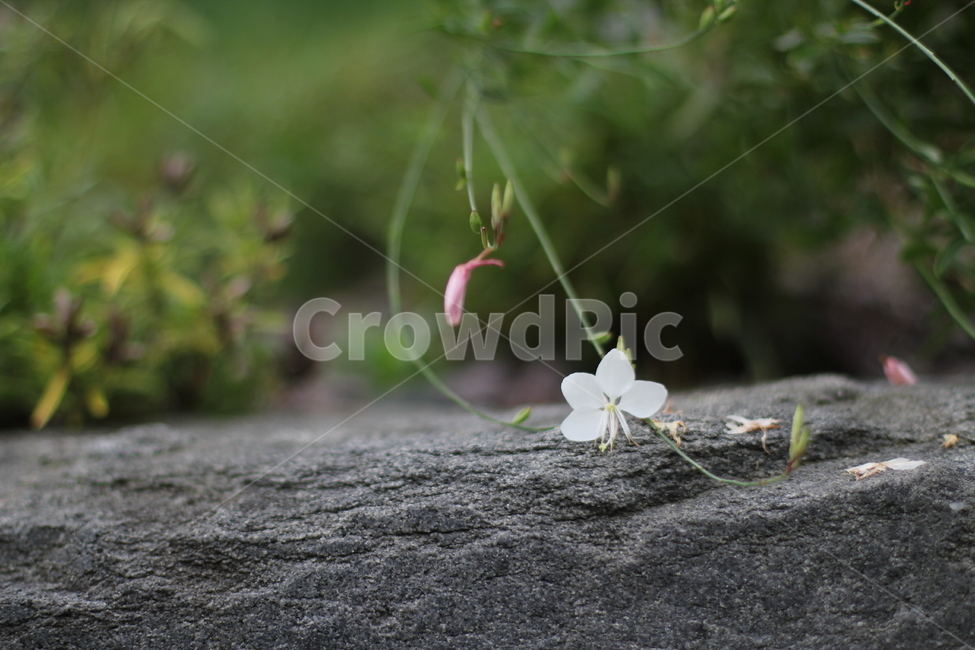 가우라,식물,꽃,자연,plant,흰색,녹색,돌,식물,자연,plants,nature,꽃,flower