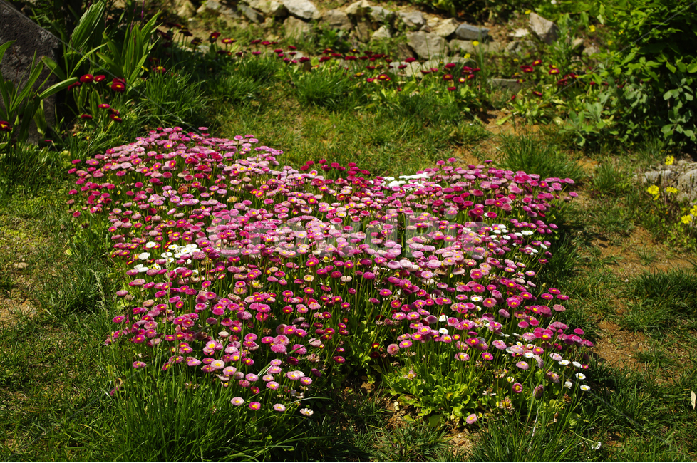 데이지,꽃밭,나비모양,나비,식물,flowr,color,식물,자연,plants,nature,꽃,flower