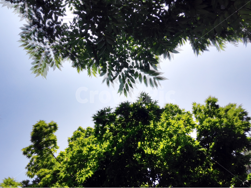 자연,나무,바람,tree,흔들리는,움직이는,자연,풍경,nature,landscape,식물,plants,plant