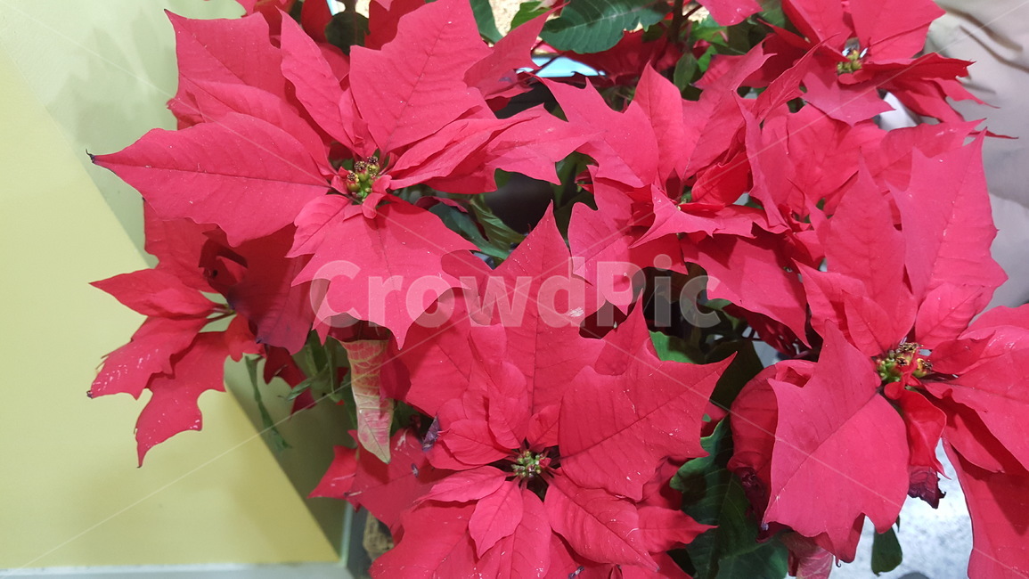 크리스마스,트리,크리스마스장식,크리스마스트리,장식,겨울,계절,winter,season,꽃,flower,기념일,축하,anniversary,congratulation,celebrate,celebration,메리크리스마스,성탄절,merry christmas
