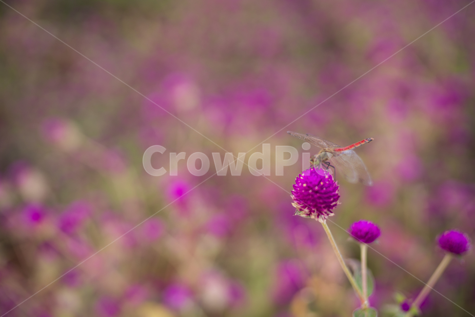 꽃,꽃밭,자연,풍경,식물,들,flower,식물,자연,plants,nature,꽃,flower,곤충,벌레,insect,bug
