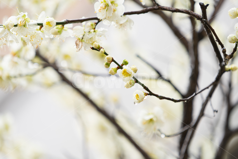 봄,꽃,봄꽃,매화,자연,감성,따스함,봄,계절,spring,season,식물,자연,plants,nature,꽃,flower,plant,blossom