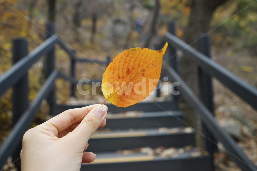 난간,손,낙엽,등산,산행,가을,단풍
