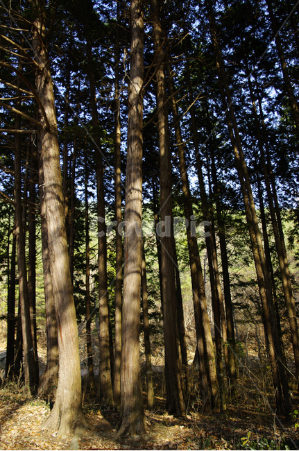 소나무,나무,식물,plant,wood,숲,자연,풍경,nature,landscape,tree