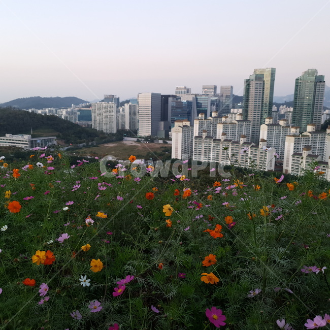 하늘공원,코스모스,서울,가을,오후,전경,꽃,빌딩,nature,자연