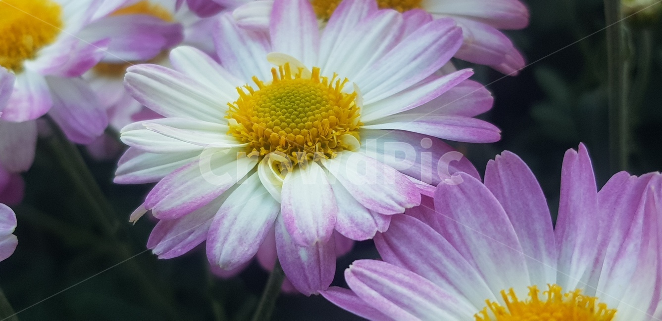 식물,꽃,화분,plant,데이지,식물,자연,plants,nature,꽃,flower