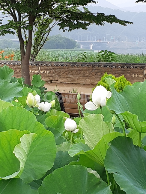 수련,꽃,물,강,나무