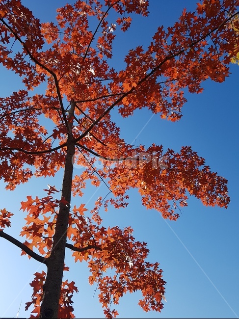나무,단풍,하늘,빨강,가을,가을,계절,fall,autumn,season,식물,자연,plants,nature,나무,trees,wood,leaf,잎,plant,tree