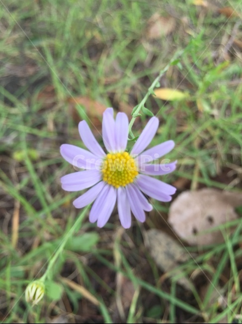 plant,daisies,식물,daisy,데이지,blossom,flower,꽃,식물,자연,plants,nature,꽃,flower
