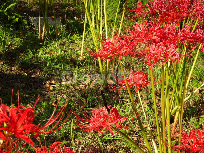 꽃,꽃무릇,상사화,산,봉대산,백일홍,빨강,분홍,식물,자연,plants,nature,꽃,flower