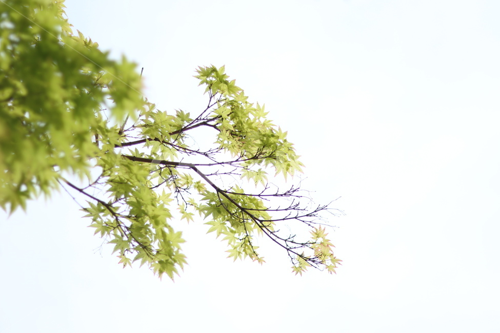 단풍,연두,파랑하늘,봄,잎,식물,자연,plants,nature,나무,trees,wood