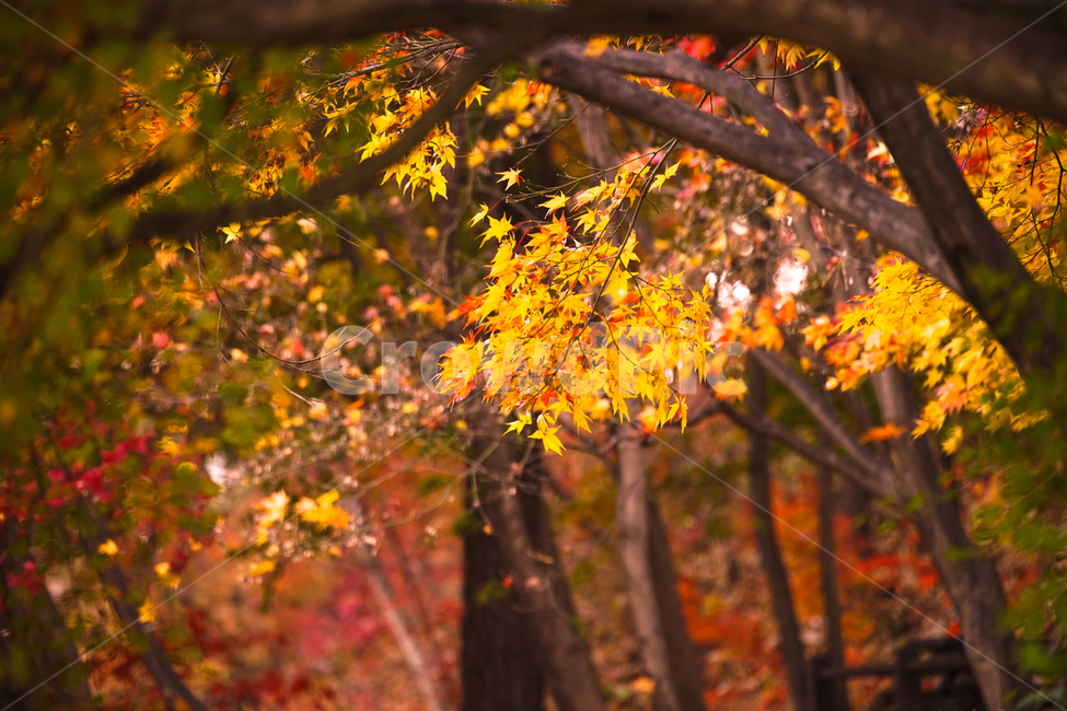 단풍,나무,낙엽,가을,계절,감성,공원,식물,자연,가을,계절,fall,autumn,season,식물,자연,plants,nature,나무,trees,wood,leaf,잎,plant,tree,maple