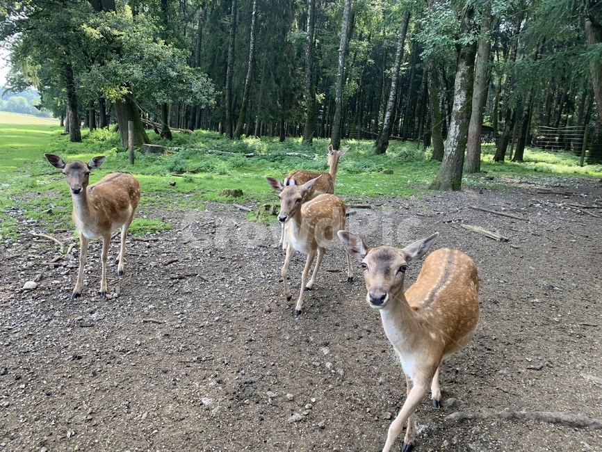 wildlife,야생동물,사슴,deer,animal,동물