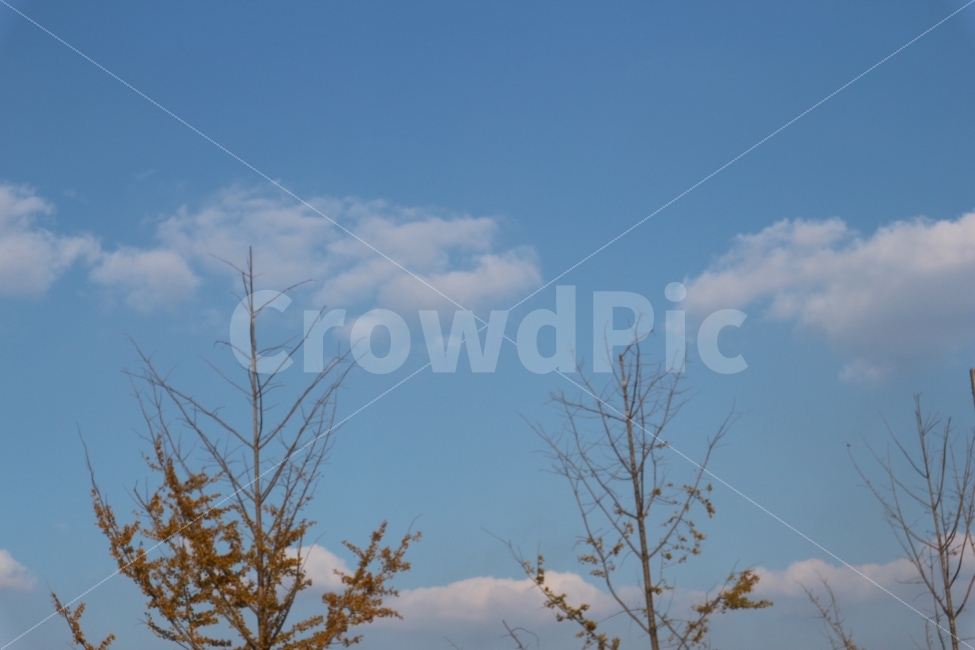 가을,가을하늘,나무,단풍,하늘,Sky,Tree,Cloud,배경화면,바탕화면,단풍나무,가을,계절,fall,autumn,season,자연,풍경,nature,landscape,식물,plants,나무,trees,wood