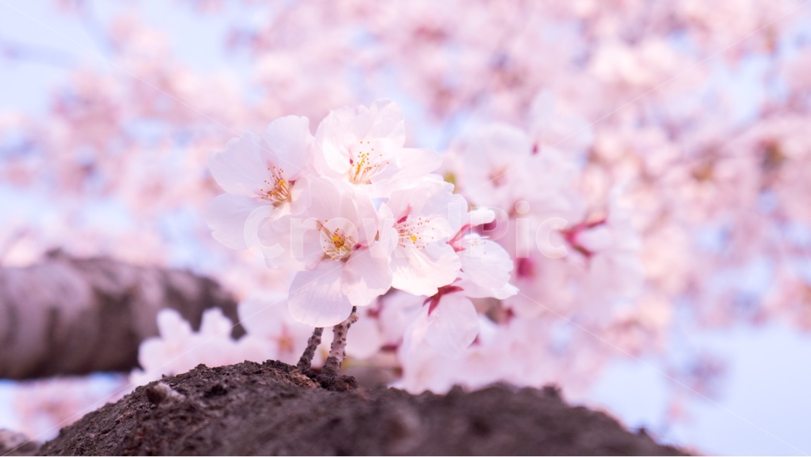 plant,식물,벗꽃접사,벗꽃,봄,blossom,나무,꽃,봄,계절,spring,season,식물,자연,plants,nature,꽃,flower