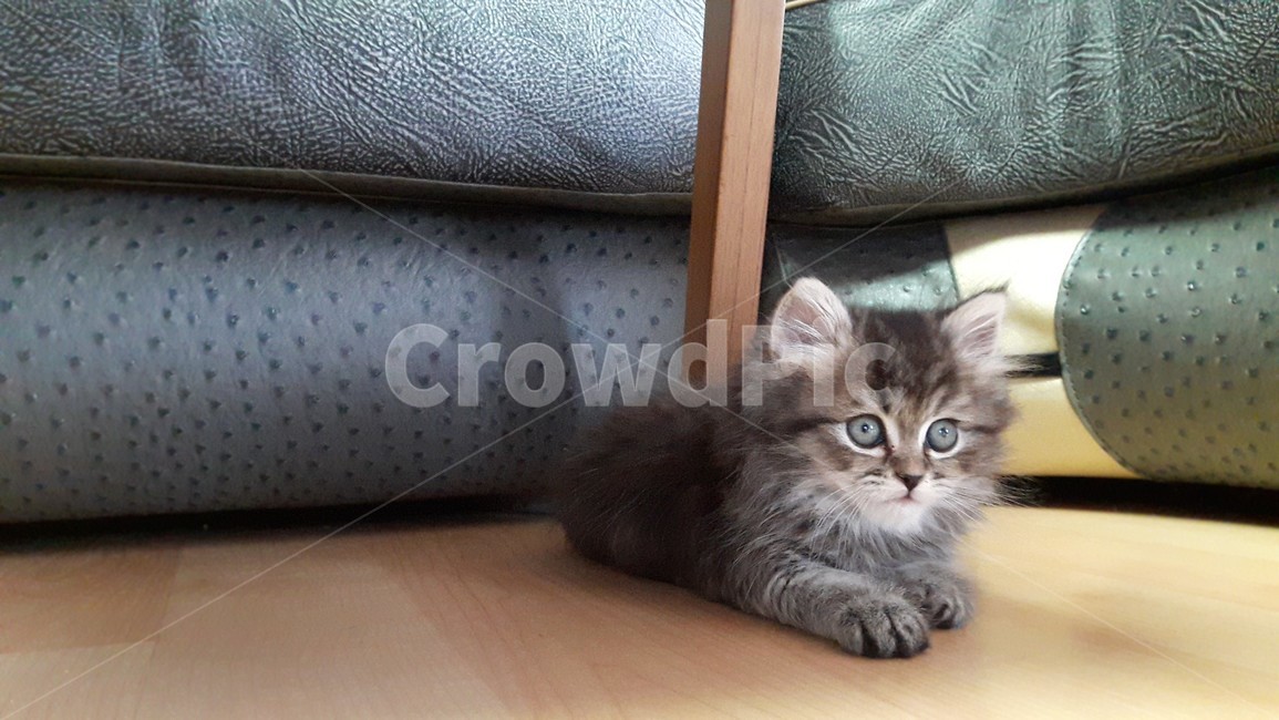 고양이,아기고양이,어린고양이,예쁜고양이,귀여운고양이,반려묘,냥이,페르시안고양이