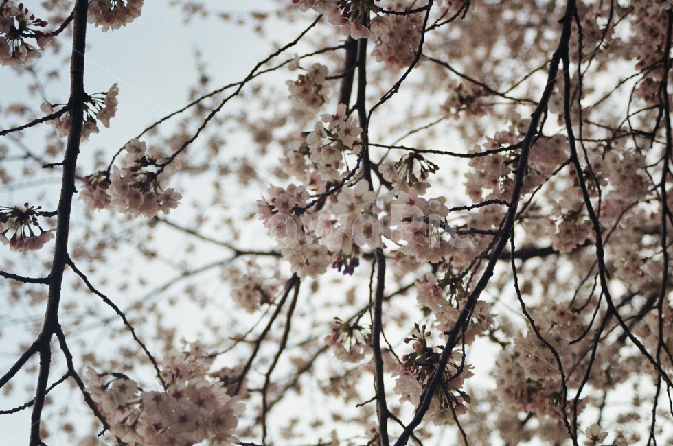 벚꽃,cherryblossom,식물,flower,꽃,봄,spring