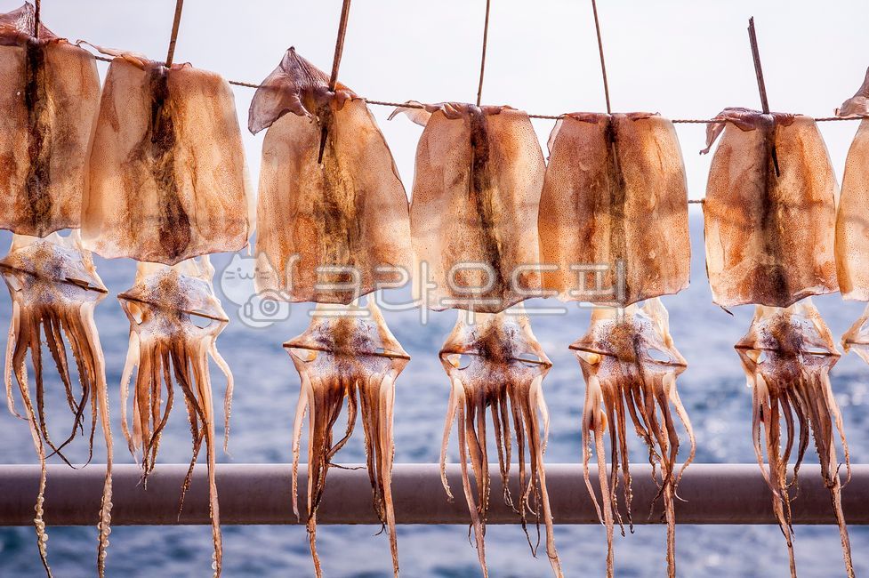 건조오징어,반건조오징어,오징어,말린오징어,건조,바다,바닷가,정렬,해변가,해산물,수산물,걸어놓은,널어놓은,말리는,수산물,해산물,fishery products,seafood,어업,fishery,fishing industry