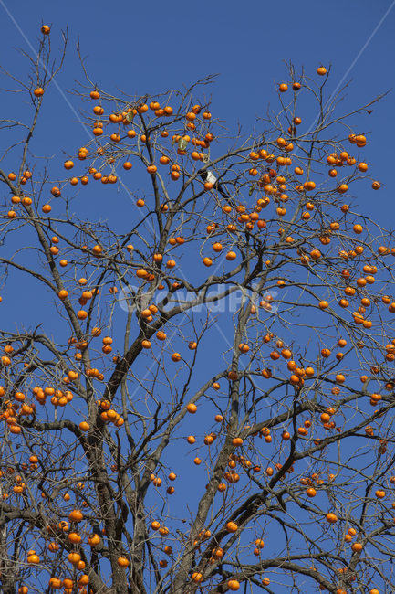 감나무,까치,가을,청명,감,하늘배경,식물,자연,plants,nature,나무,trees,wood,과일,열매,fruit