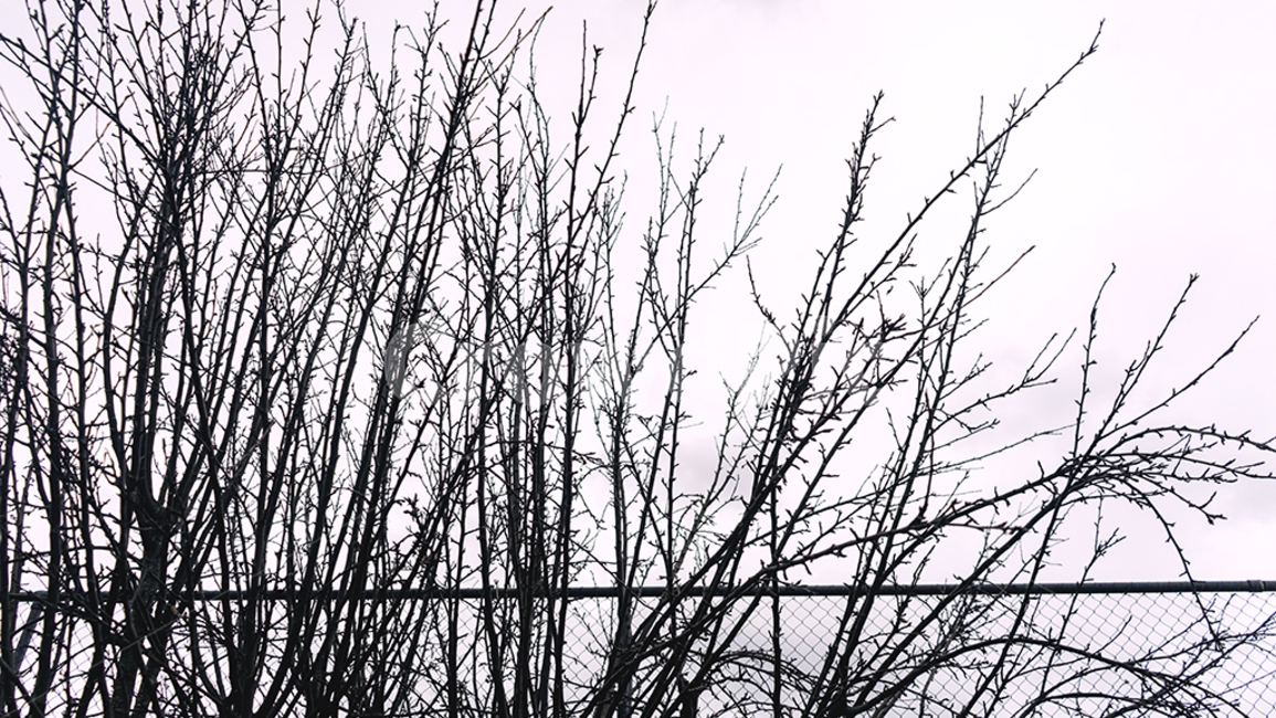 나무,tree,흑백,나뭇가지,흑백사진