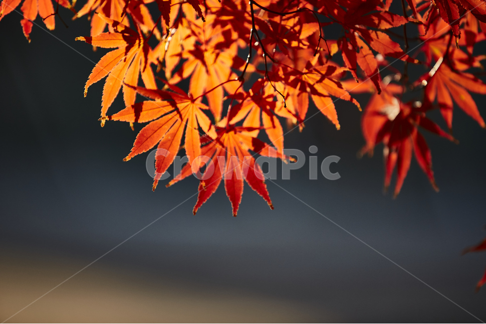 단풍잎,붉은색,가을,잎,leaf,plant,식물,tree,나무,maple,단풍,가을,계절,fall,autumn,season