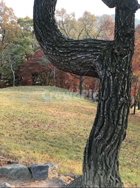 소나무,나무,나무기둥,소나무표면,소나무무늬,나무,trees,wood