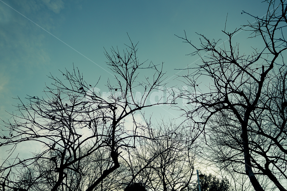 plant,식물,tree,나무,실루엣,silhouette,하늘,sky,색감,파랑,구름,가지