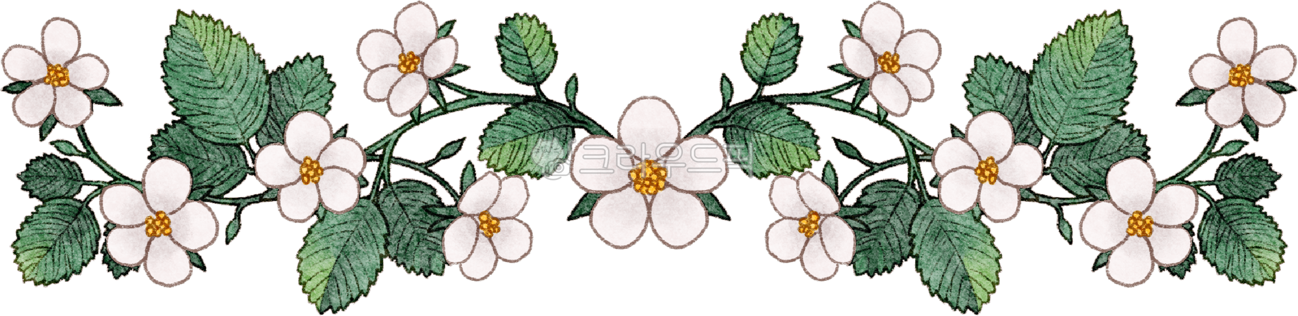 배경,장식,딸기꽃,꽃,잎사귀,자연,넝쿨,하얀꽃,안내장배경,ppt배경,메모지배경,경계선,라인,구분선,잎,leaf,pattern