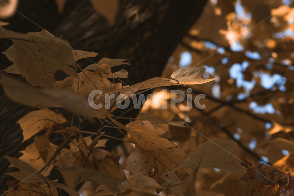 가을,배경,가을느낌,자연,자연풍경,가을배경,plant,식물,leaf,tree,나무,잎,가을,계절,fall,autumn,season,식물,자연,plants,nature