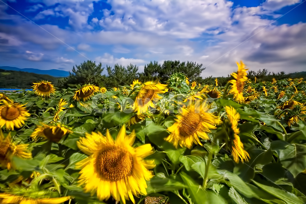 plant,식물,해바라기,sunflower,구름,하늘,시간,자연,nature,풍경,강주,해바라기축제,식물,자연,plants,nature,꽃,flower
