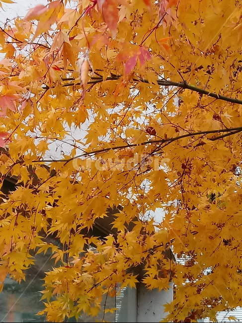 단풍,단풍잎,단풍나무,가을,leaf,잎,plant,식물,tree,나무,계절,fallautumnseason,outdoors,옥외,자연풍경,naturelandscape,가을,계절,fall,autumn,season