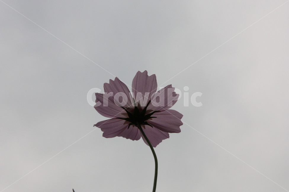 가을,코스모스,꽃,cosmos,flower,autumn