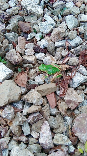frog,개구리,자연,청개구리,양서류