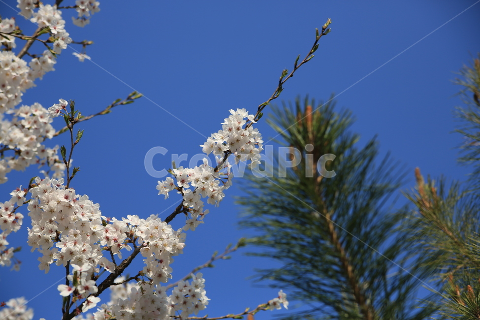 벚꽃,꽃,봄,봄꽃,하늘,벚꽃축제,식물,자연,plants,nature,꽃,flower