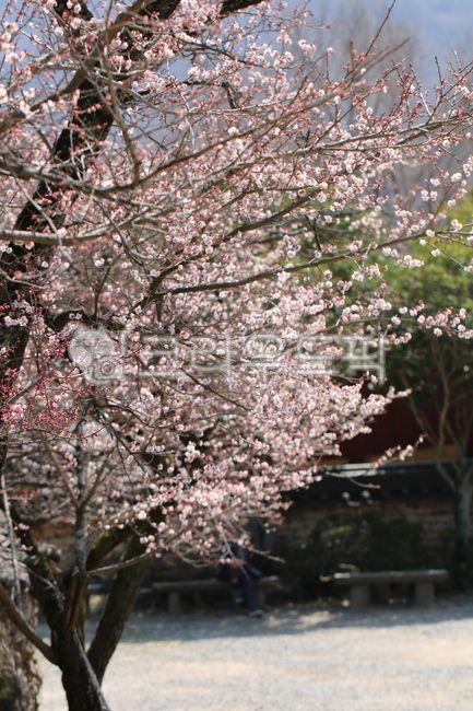 순천선암사,선암사매화,봄,spring,april,계절,season,4월,매화,분홍꽃,pink,분홍,나무,tree,나뭇가지,branch,자연,nature,길,road,의자,chair,bench,plant,식물,사람,기와,people,human,담,wall,돌담,flower,blossom,꽃,cherryblossom,벚꽃
