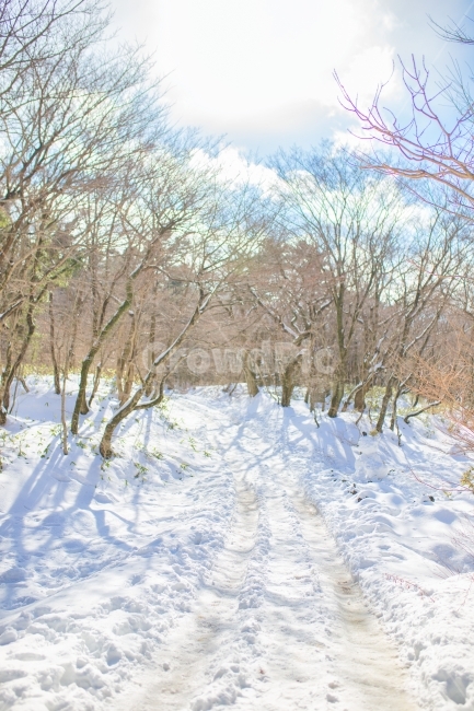 눈,snow,white,하얀,화이트,눈밭,설경,폭설,제주,겨울,여행,그림자,빛,겨울사진,winter,light,jeju,korea,한국,감성,감성사진,스냅,햇살,햇빛,제주도,사려니숲길,숲길,하얀색,cloud,forest,숲,겨울,계절,winter,season,자연,풍경,nature,landscape,휴식,힐링,rest,relaxation,healing,outdoors,옥외,woodland,삼림지,vegetation,초목,land,땅,plant,식물,tree,나무