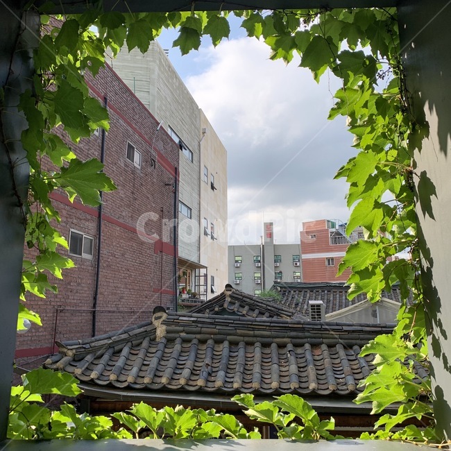 plant,식물,서울,골목,햇살,햇빛,자연,풍경