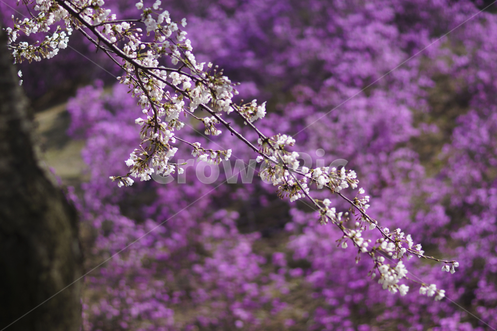 원미산진달래,진달래,진달래축제,봄,풍경사진,봄꽃축제,벚꽃,봄,계절,spring,season,식물,자연,plants,nature,꽃,flower,plant