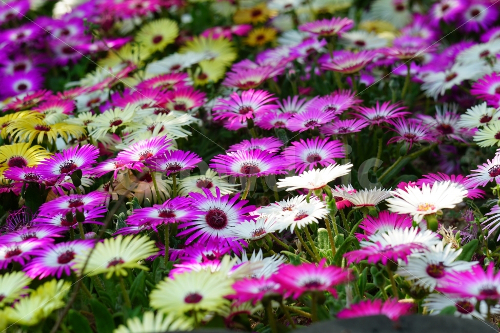 리빙스턴데이지,꽃,플라워,식물,자연,봄,5월,flower,nature,spring,꽃사진,감성,감성사진,힐링,힐링사진,느낌,분위기,화사한,화사하다,밝은,밝다,싱그러운,싱그럽다,싱싱하다,싱싱한,순수,순수하다,순수한,깨끗한,깨끗하다,깨끗,feel,feeling,식물,자연,plants,nature,꽃,flower