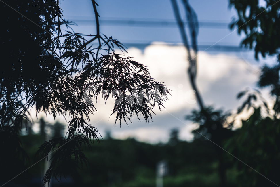 cloud,sky,ecology,shadow,Maple tree,nature,plant,backlight,Maple