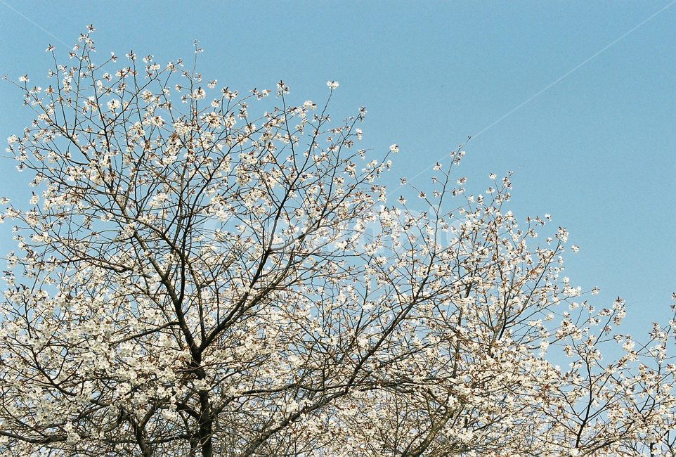 벚꽃,벚나무,cherryblossom,봄,4월,꽃,식물,자연,풍경,꽃잎,나무,sakura,spring,flower,계절,봄,계절,spring,season,식물,자연,plants,nature,나무,trees,wood